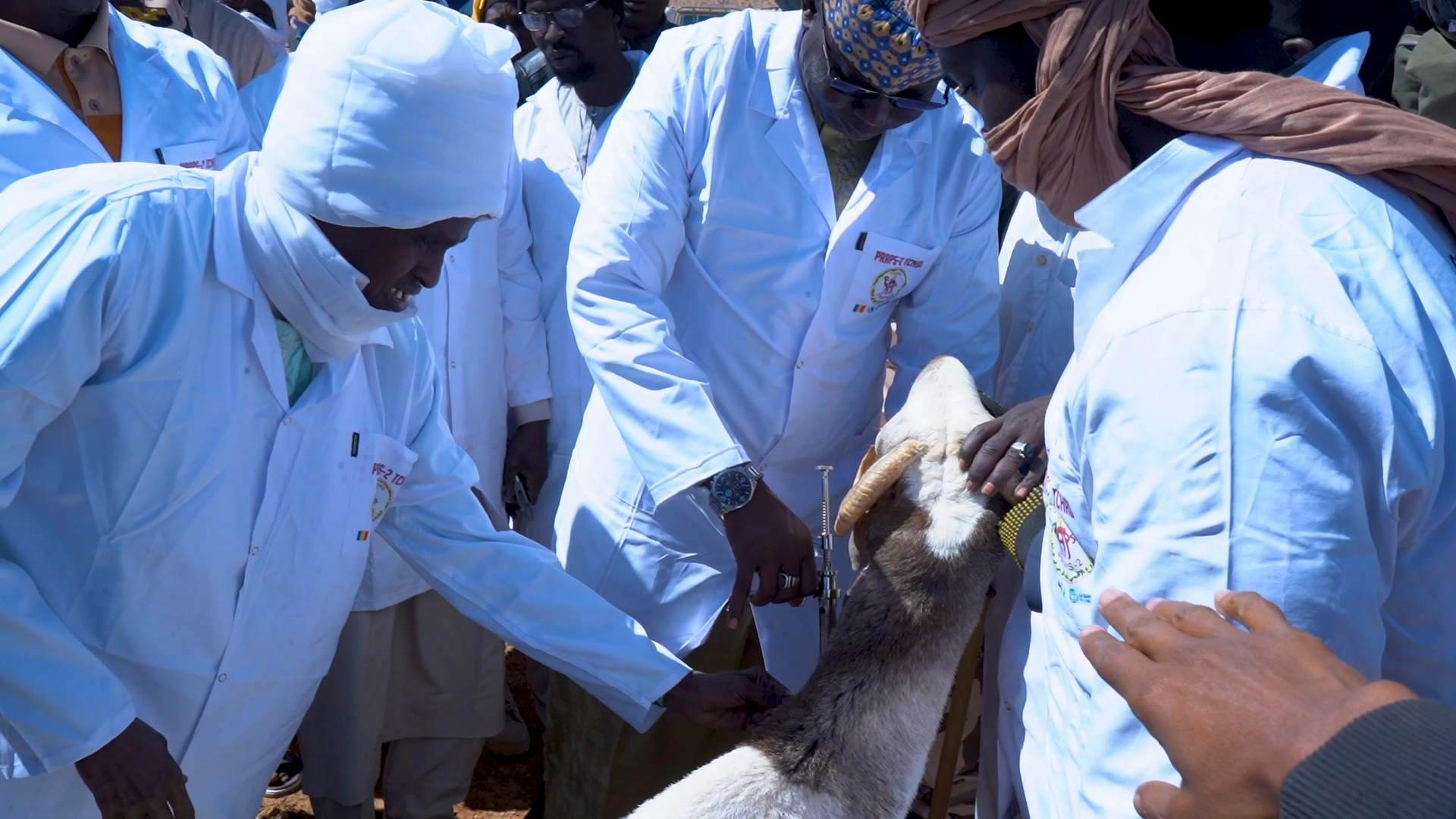 ثروة حيوانية: حملة تطعيم لحماية المجترات الصغيرة والأبقار بولاية إنيدي الشرقية