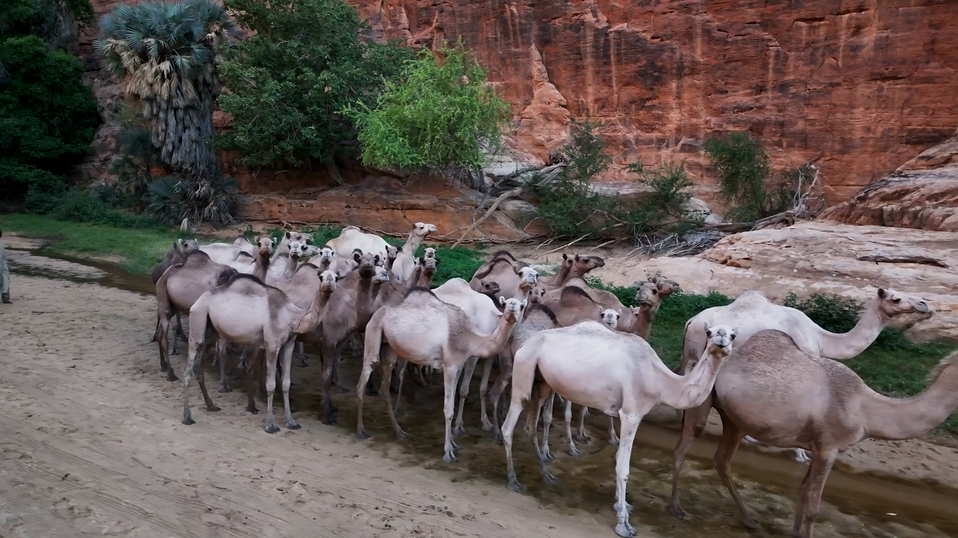 ثروة حيوانية: تأهيل الفنيين لمواجهة تحديات المهنة