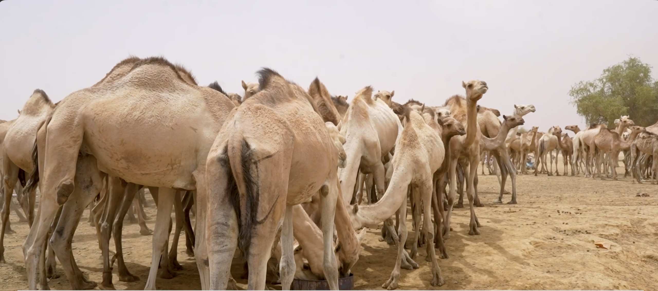التغيير المناخي: شح المياه والمراعي في البطحاء يهدد نحو 23 مليون رأس من الماشية والحكومة تتخذ التدابير